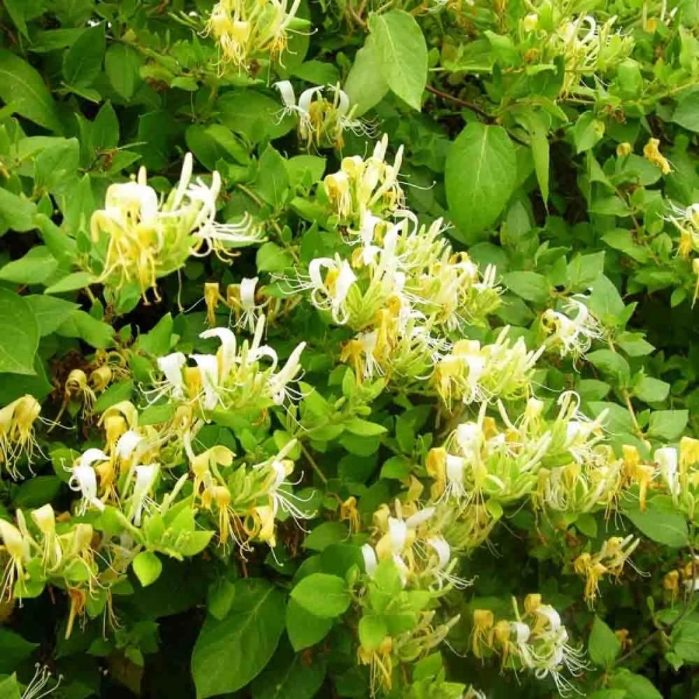 Lonicera Jap. "Halls Prolific" (Mana Maicii Domnului)