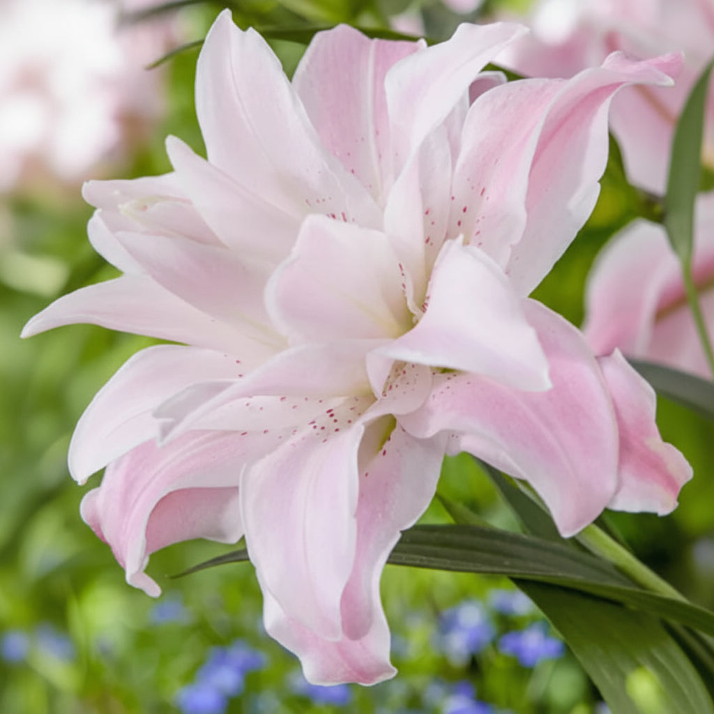Bulbi de Crini Lotus Queen (Lilium asiatic) – flori decorative, înflorire bogată vara, potriviți pentru borduri, ronduri și aranjamente.