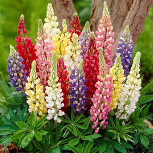 Seminte de Lupin Peren, 0.5 gr