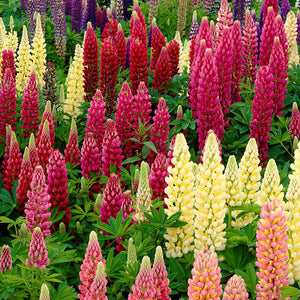 Lupinus Russell Hybrids (Cafeluta)