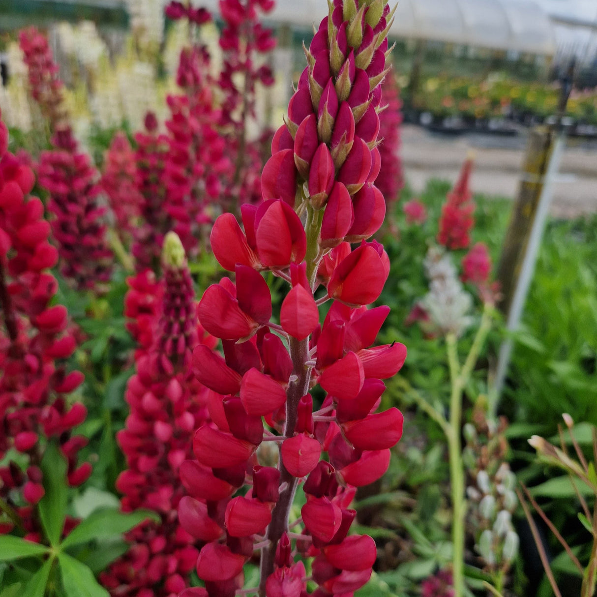 Lupinus My Castle (Cafeluta)