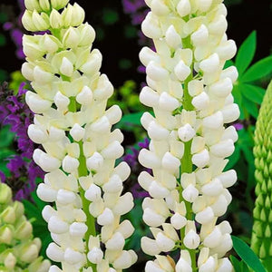 Lupinus Noblemaiden (Cafeluta)