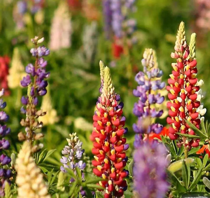 Lupinus Russell Hybrids (Cafeluta)