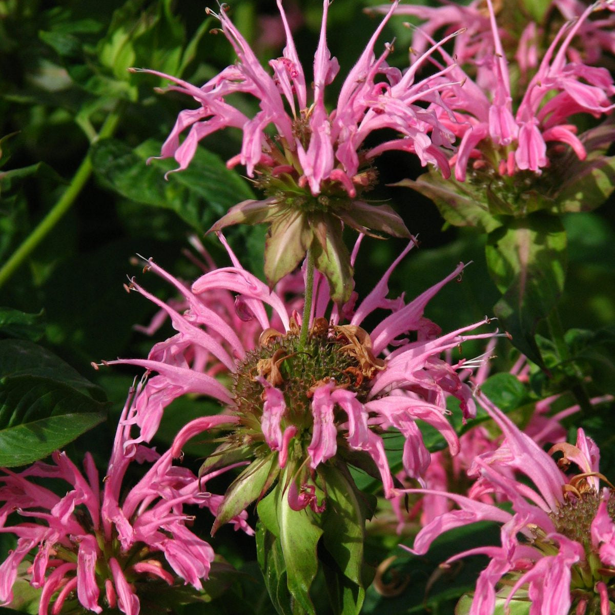 Monarda "Croftway Pink" (Busuioc Turcesc)