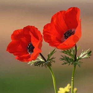 Papaver "Mac Oriental", 3 bucati