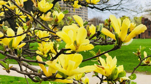 Magnolia Galbena,1 Bucata