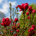 Magnolia Rubin Regal, arbust ornamental cu flori mari în nuanțe intense de roșu catifelat, ideal pentru grădini, curți și amenajări peisagistice elegante, cu înflorire spectaculoasă primăvara