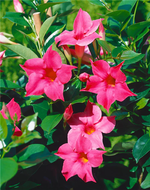 Dipladenia Roz - Ghiveci - 1 buc
