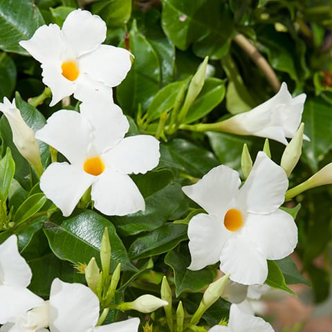 Dipladenia Alba in Ghiveci, 1 Bucata