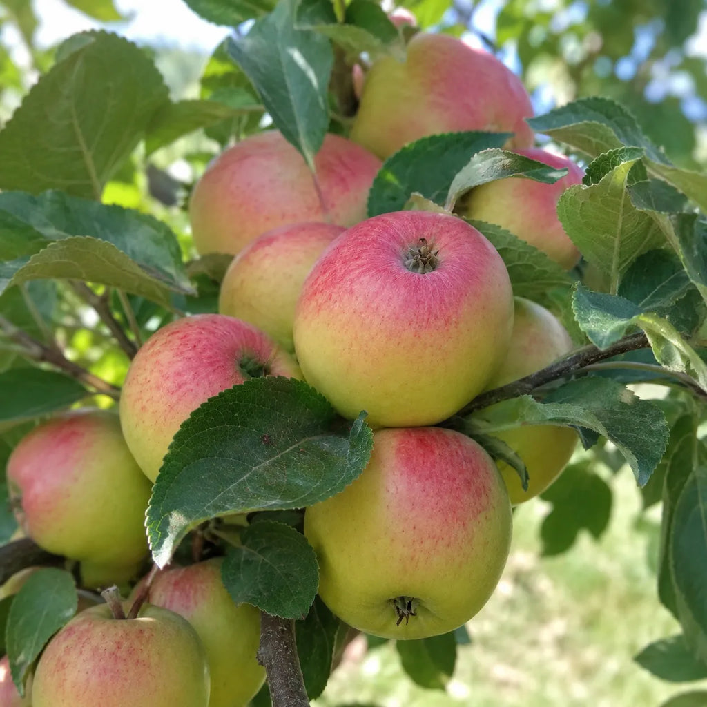 Mar Golden Rosa, pom fructifer altoit cu fructe mari, galben-aurii, suculente si aromate, potrivit pentru gradini familiale, livezi si recolte bogate de toamna