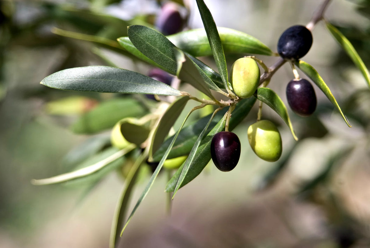 Maslin "Olea Europaea", la Ghiveci de 3L, 1 Bucata