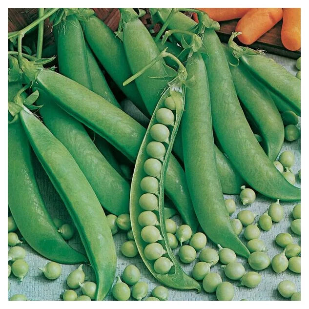 Semințe de Mazăre "Kelvedon Wonder", 20 g