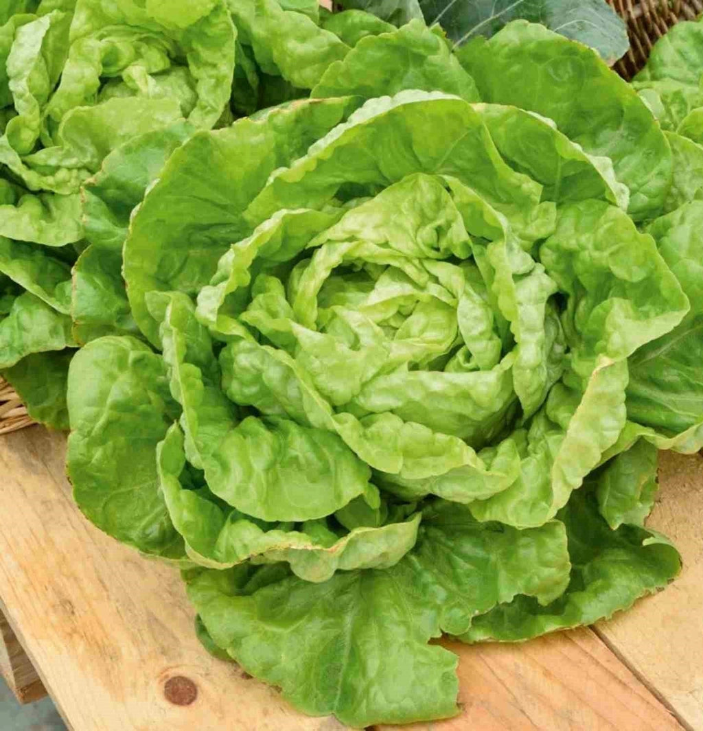 Semințe de Salată Verde "D'Inverno", 3gr