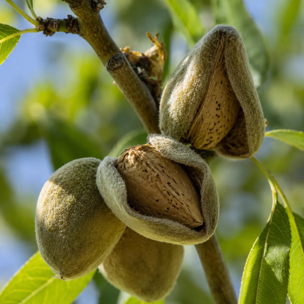 Migdal Texas, pom fructifer viguros cu fructe de calitate si miez aromat, potrivit pentru gradini familiale, livezi si prepararea deserturilor