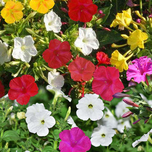 Bulbi de Mirabilis "Perennial Jalapa" Mixt, 2 Bucati