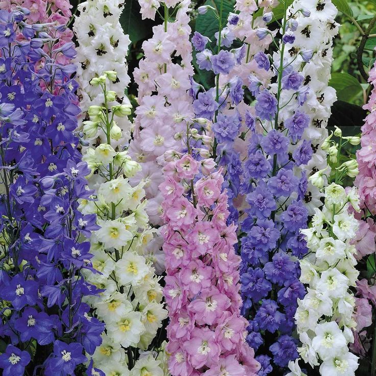 Delphinium Pacific  (Nemtisor) Mixt , 10 bucati