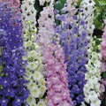 Delphinium Pacific  (Nemtisor) Mixt , 10 bucati