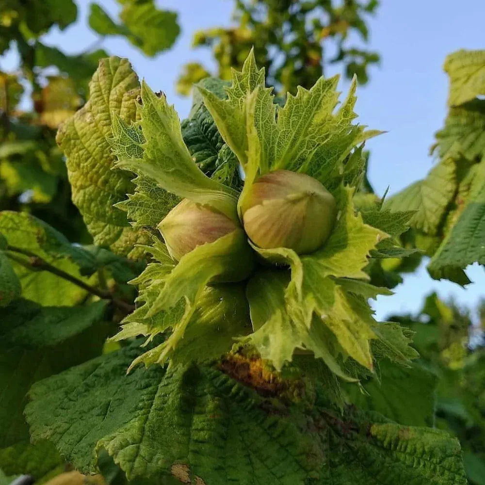 Mix 5 pomi nuciferi și specii speciale, plante rezistente și ușor de întreținut, ideale pentru grădini, livezi și producția de nuci, alune, castane și migdale
