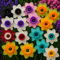 Mix Narcise  "Rainbow Narcissus"  20 buc