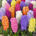 Mix_Zambile_Pachet - Fitza Florilor