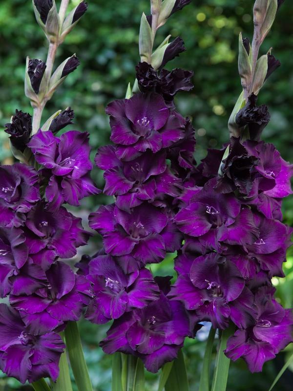 Bulbi Gladiole - Mombasa - 5 buc