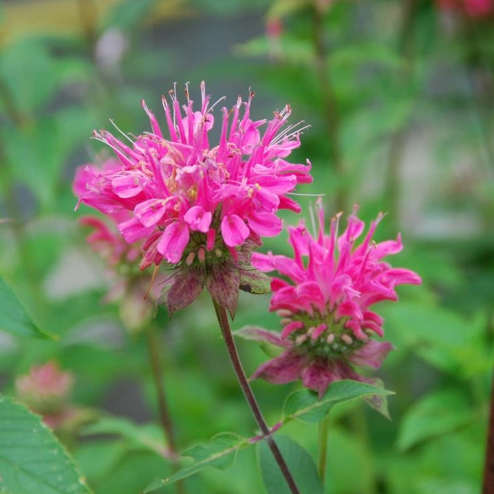 Monarda "Marshall's Delight" (Busuioc Turcesc)