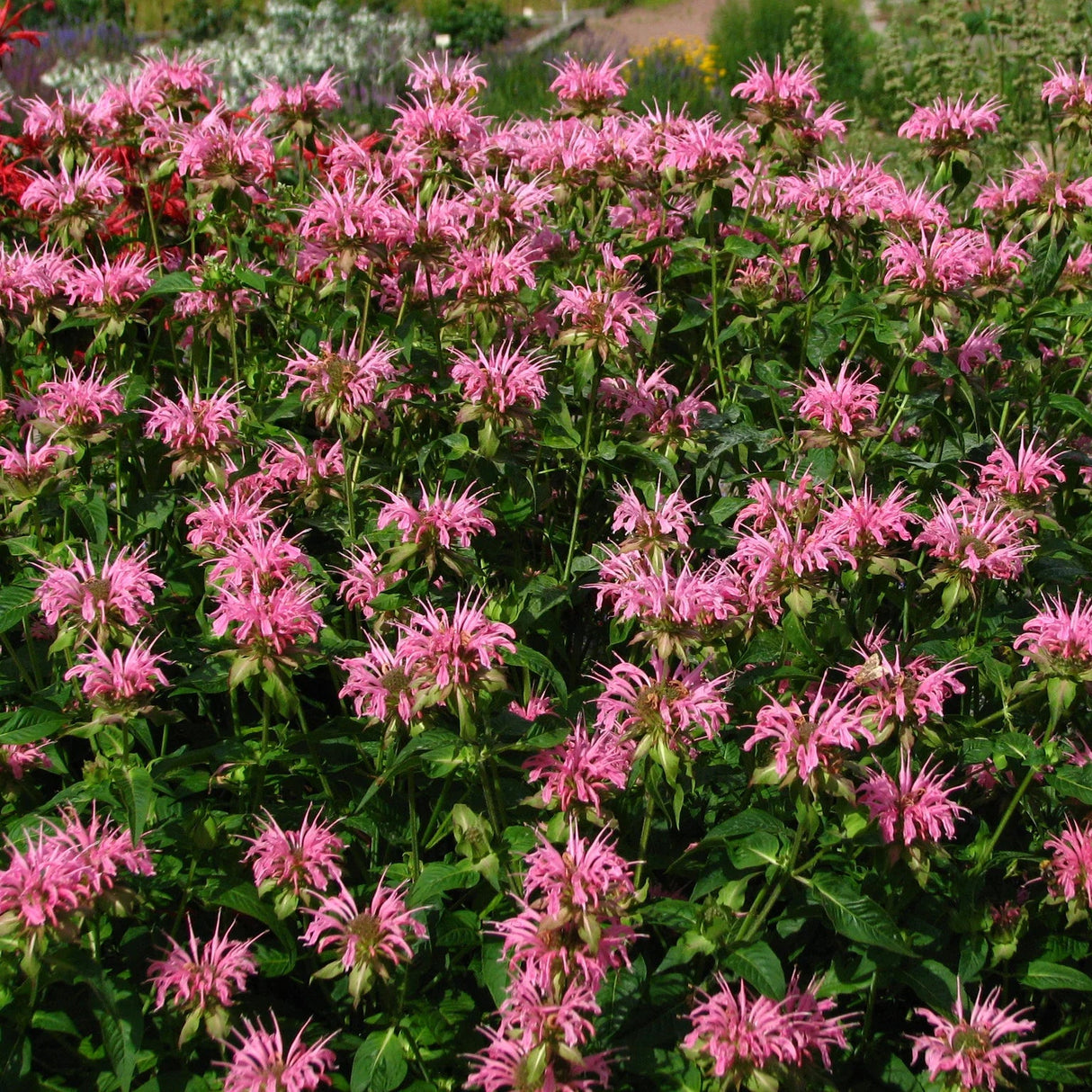 Monarda "Croftway Pink" (Busuioc Turcesc)