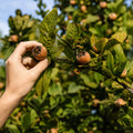 Mosmon, pom fructifer autofertil cu fructe parfumate si aspect decorativ, potrivit pentru gradini familiale, livezi si consum proaspat sau gem si compot