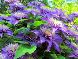 Clematis "Multi Blue" la Ghiveci, 1 Bucata