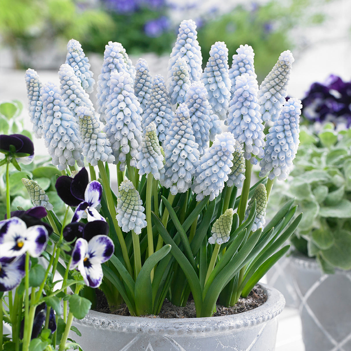 Bulbi de Muscari "Baby's Breath", 5 Bucati