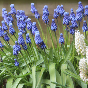 Bulbi de Muscari "Superstar", 5 Bucati