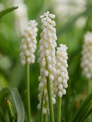 Bulbi de Muscari "Botryoides Album", 5 Bucati