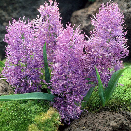 Bulbi de Muscari "Comosum Pink", 5 Bucati