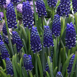 Bulbi de Muscari "Night Eyes", 5 Bucati