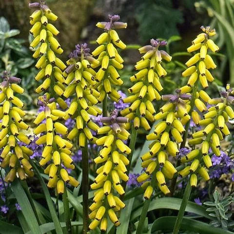 Bulbi de Muscari "Golden Fragrance", 5 Bucati