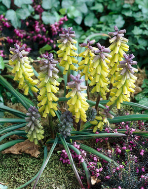 Bulbi de Muscari "Golden Fragrance", 5 Bucati