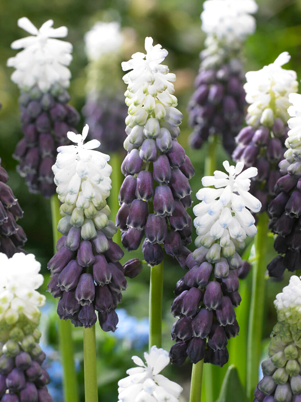 Bulbi de Muscari "Grape Ice", 5 Bucati