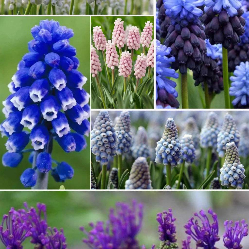Muscari_Mix - Fitza Florilor