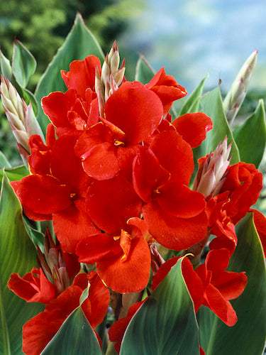 N1900924_80_e01e730b-8075-480e-bbaa-8327f1841efd - Fitza Florilor