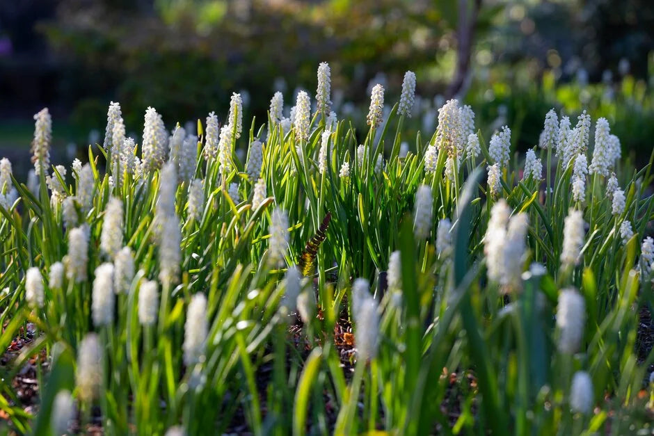 Bulbi de Muscari "Botryoides Album", 5 Bucati