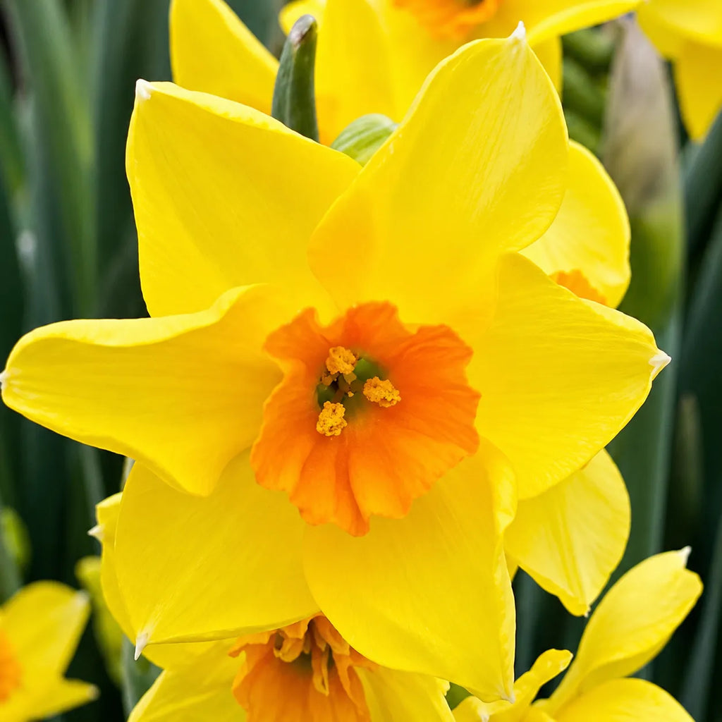 Narcise Cornish Dawn din bulbi premium, soi cu flori galben intens și aspect delicat, perfecte pentru grădini, jardiniere și aranjamente florale de primăvară