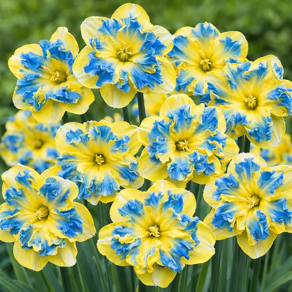 Narcise Duble Premium galben cu accente albastre, flori bogate cu petale duble și contrast spectaculos de culori, ideale pentru grădini, borduri, ronduri și ghivece decorative, cu aspect exotic și rafinat