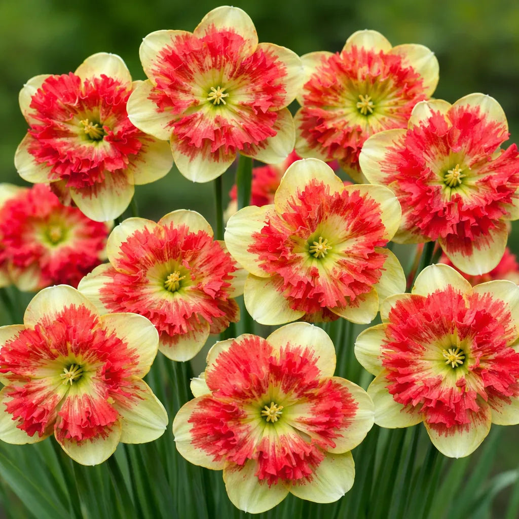 Narcise Duble Premium galben cu roșu, flori bogate cu petale duble și contrast spectaculos de culori, ideale pentru grădini, borduri, ronduri și ghivece, cu aspect exotic și înflorire decorativă primăvara