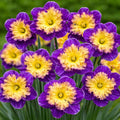Narcise Duble Premium mov cu galben, flori bogate și voluminoase cu petale duble și contrast spectaculos de culori, ideale pentru grădini, borduri, ronduri și ghivece decorative