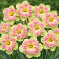 Narcise Duble Premium roz pastel cu galben, flori elegante cu petale duble și aspect catifelat, ideale pentru grădini, borduri, ronduri și ghivece, oferind un decor romantic și rafinat primăvara
