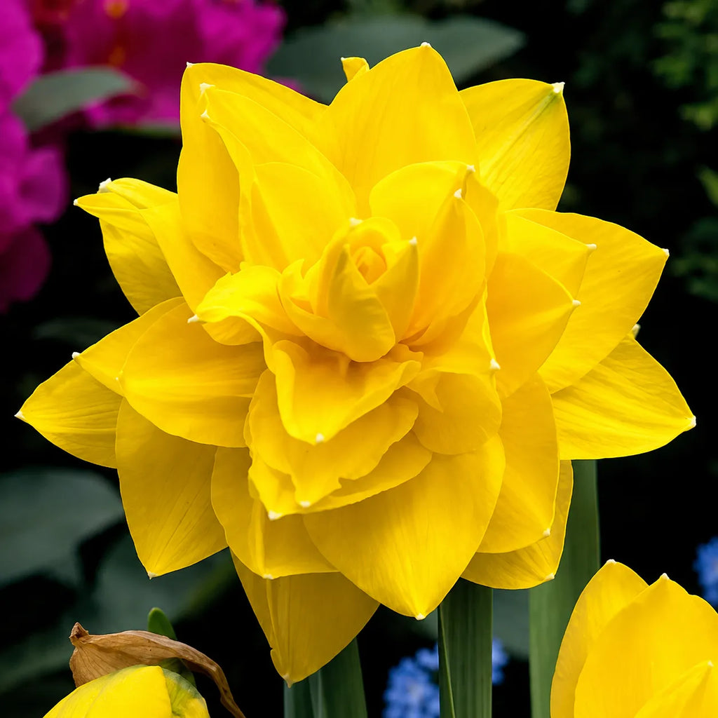 Narcise Golden Ducat din bulbi premium, soi cu flori duble galbene și aspect luxuriant, perfecte pentru grădini, jardiniere și aranjamente florale de primăvară