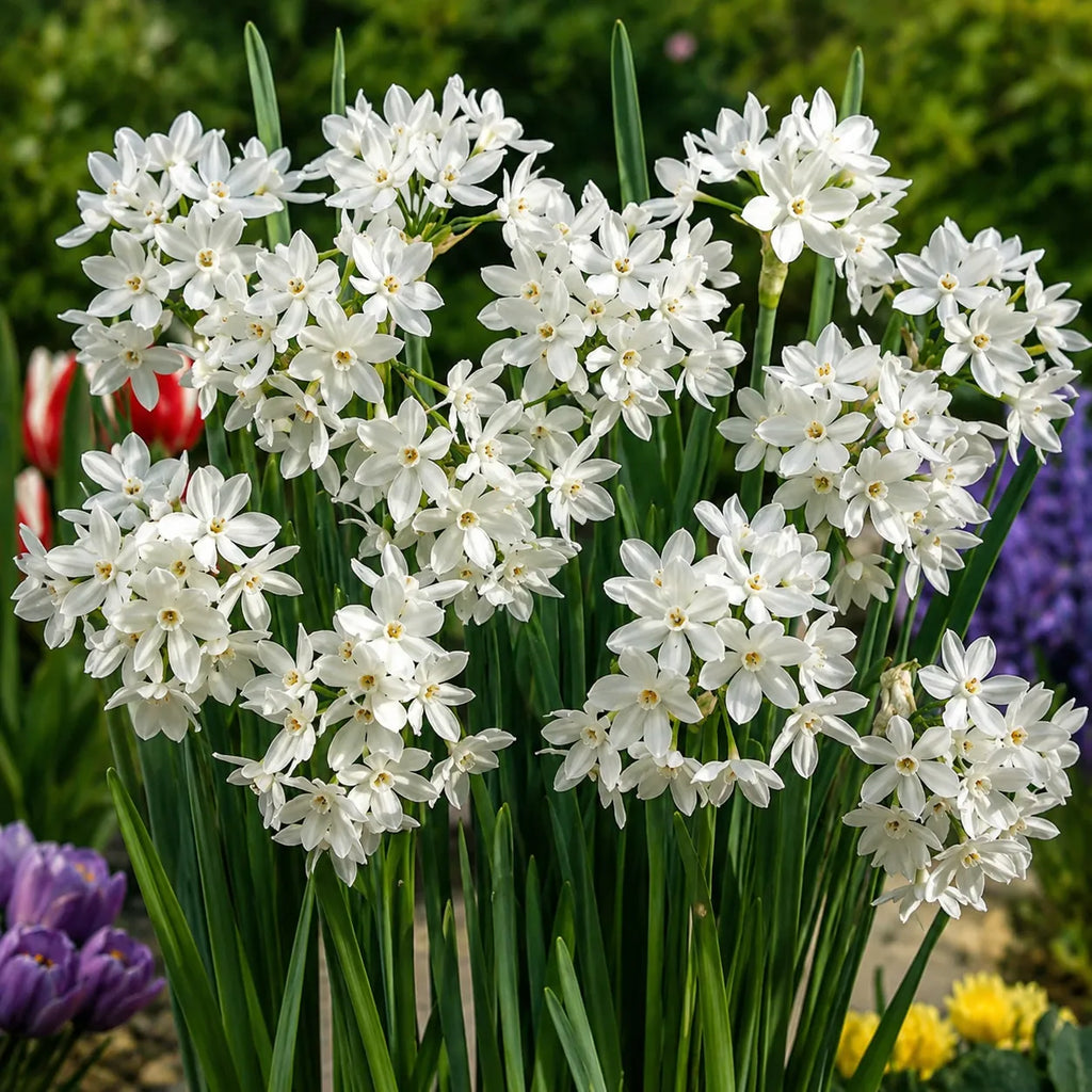 Narcise Paperwhite Ziva din bulbi premium, flori albe delicate cu parfum intens, perfecte pentru grădini, jardiniere, terase și ghivece de interior, oferind un decor luminos și rafinat.