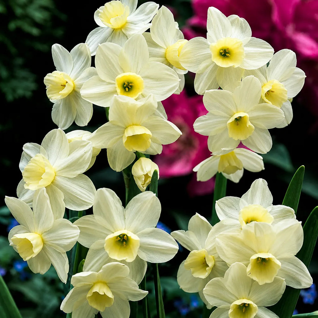 Narcise Silver Chimes din bulbi premium, flori albe delicate cu parfum plăcut, perfecte pentru grădini, jardiniere și amenajări florale de primăvară, cu aspect rafinat și luminos