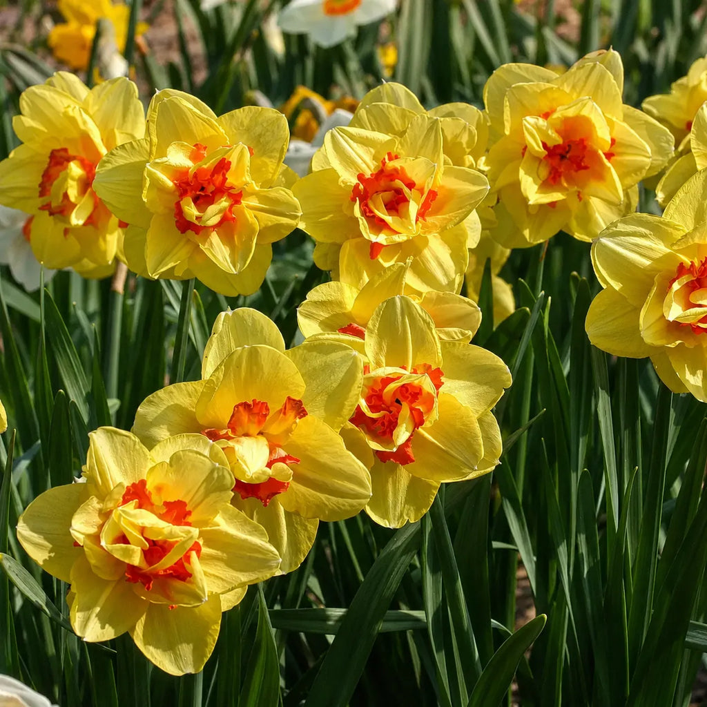 Narcise Tahiti din bulbi premium, flori galbene elegante cu aspect decorativ deosebit, perfecte pentru grădini, jardiniere și amenajări florale de primăvară, cu întreținere ușoară