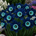 Narcise Turquoise Dream – Set 2 Bulbi